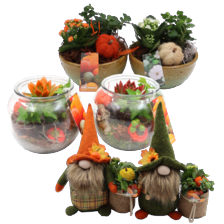 Herfstgnoom, Boaz glas of kop en schotel